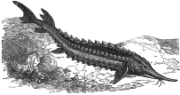 Sturgeon engraving