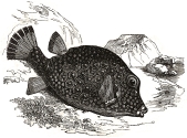 Trunkfish engraving