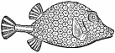 Trunk-fish engraving
