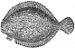 Turbot engraving