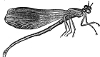 Agrion engraving