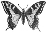 Butterfly of a Papilio Machaon engraving