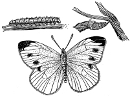 Cabbage butterly life cycle engraving