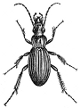 Carabus engraving