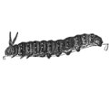 Caterpillar of a Papilio Machaon engraving