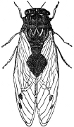 Cicada engraving