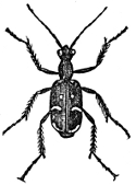 Cicindela engraving