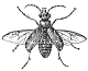 Coleoptera engraving