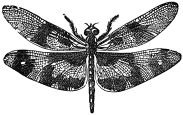 dragonfly engraving
