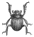 Egyptian Beetle engraving