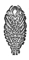 Granivorous Beetle pupa engraving