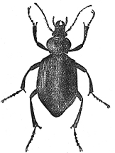 Granivorous Beetle engraving