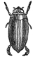 Gyrinus engraving
