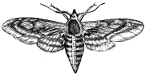 Hawk-Moth engraving