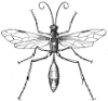 Hymenoptera engraving