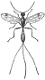 Ichneumon engraving