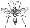 Ichneumon engraving