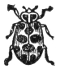 Lady-Bug engraving