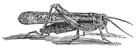 Locust engraving