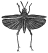 Locust engraving