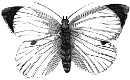 moth engraving