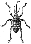 Nut Weevil engraving