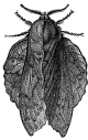Oak-Leaf moth engraving