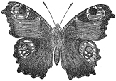 peacock butterfly engraving