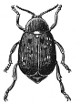 Pea-Weevil engraving