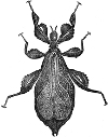 Phyllium Siccifolium engraving