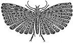 plumed moth engraving