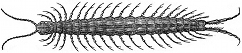 scolopendra engraving