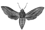 Sphinx of the Vine Moth engraving