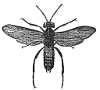 Tenthredo engraving