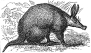Aardvark engraving