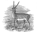 Antelope engraving