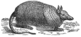 Armadillo engraving