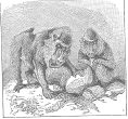 Baboon engraving