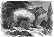 Bear engraving