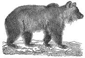 Bear engraving