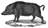 Boar engraving