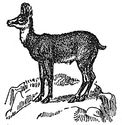 chamois engraving