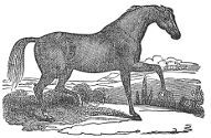 Horse engraving
