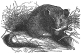 Dormouse engraving