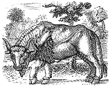 fierce bull engraving