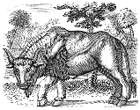 fierce bull engraving