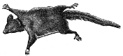 Flying-Opossum engraving