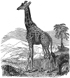 Giraffe engraving