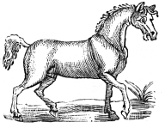 Goofy horse engraving