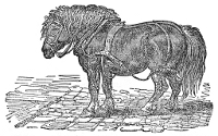 Horse engraving